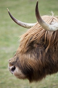 苏格兰高地特写草堆栅栏头发国家畜栏挤奶工母牛稻草场地动物图片