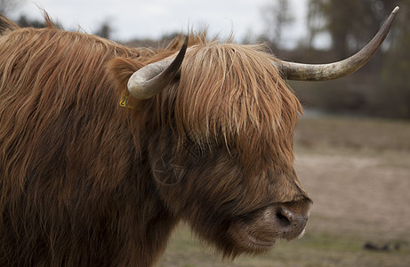 苏格兰高地特写头发稻草国家动物毛皮栅栏农场干草挤奶工哺乳动物图片