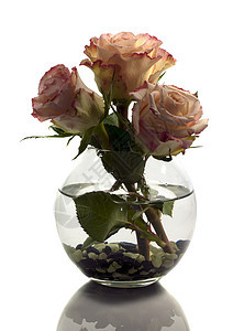 花瓶加橙色玫瑰庆典花园花瓣生日花束卡片荒野墙纸礼物团体图片