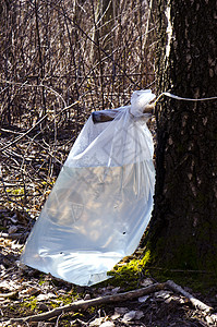 Birch树苗叶饮料流到聚乙烯袋图片