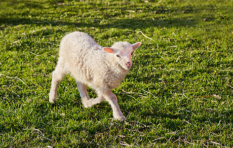 可爱的羊羔手表羊毛哺乳动物羊肉农场季节动物新生婴儿毛皮图片