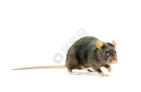 大鼠哺乳动物害虫白色宠物鼻子尾巴晶须耳朵毛皮老鼠图片