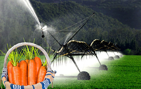 灌溉系统在前面用胡萝卜浇灌胡萝卜田图片