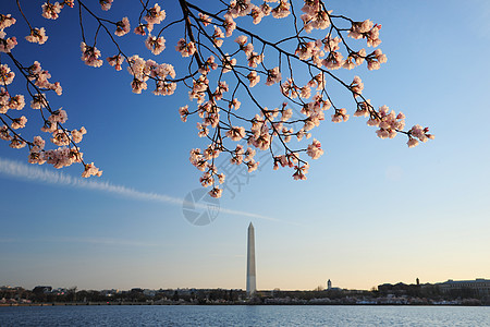 樱花开花蓝色粉色纪念碑水池城市首都天空图片