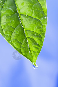 蓝色小叶子绿叶 加上水滴植物农场环境飞沫蓝色液体植被滴水草地树叶背景