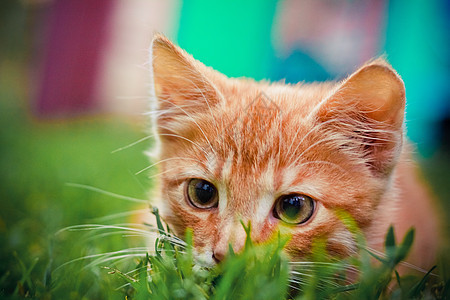 小猫小猫正在猎食青草游戏眼睛橙子叶子伏击场地动物太阳猫咪草地图片