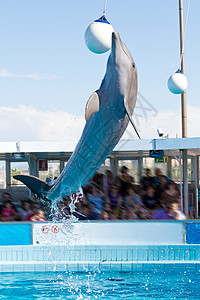 海豚跳跃野生动物尾巴动物哺乳动物微笑鼻子生活脚蹼游泳者水族馆图片