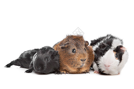 三只几内亚猪脊椎动物哺乳动物豚鼠毛皮水平动物主题宠物白色三色图片
