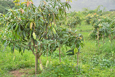 水果组合芒果园水果热带农场树叶叶子花园栽培种植园饮食生产背景