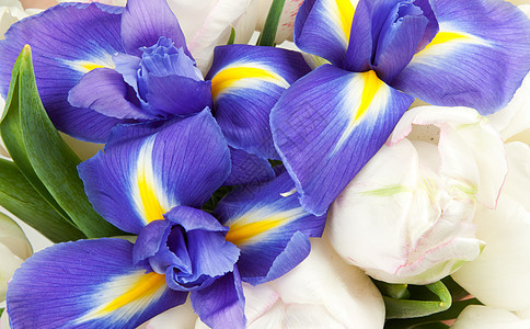背景植物群假期郁金香紫色花店鸢尾花季节淡紫色植物宏观图片