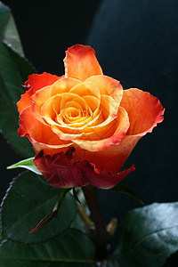 美丽的橙色玫瑰宏观花瓣礼物黑色背景图片