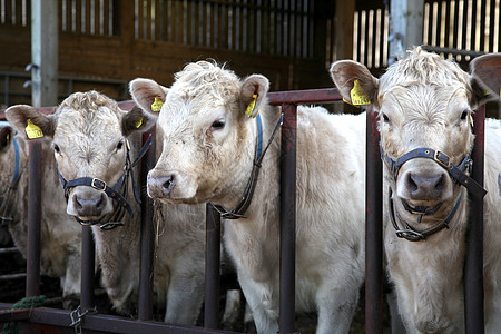 三头牛谷仓奶制品动物哺乳动物食物牛奶眼睛家畜干草奶牛图片