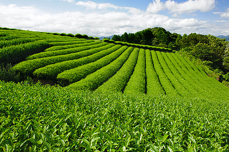 茶叶种植园玉露天空生长远景煎茶农场风景收成蓝色农业图片