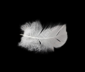 白色的羽毛黑色背景上的羽毛灰色天鹅想像力工具阴影白色数字宏观翅膀鹅毛笔背景