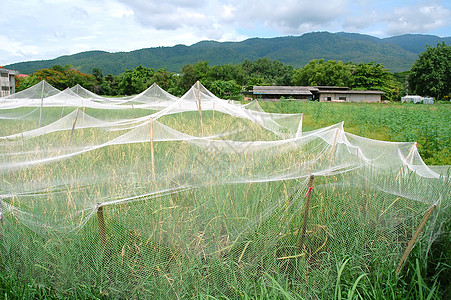 净覆盖大米田院子热带场地植物群食物鸟类植物害虫农民蔬菜图片