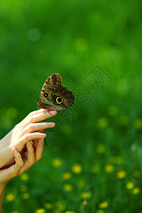 蝴蝶在一只雌性手上女性热带花园昆虫女士翅膀飞行运动创造力自由图片