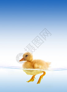 黄色鸭子游泳动物小鸭子重力生活新生羽毛池塘翅膀海浪相机图片