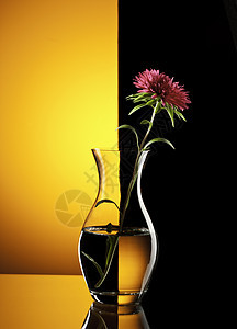 红花反射花瓶植物花粉花瓣紫色橙子雏菊玻璃红色图片