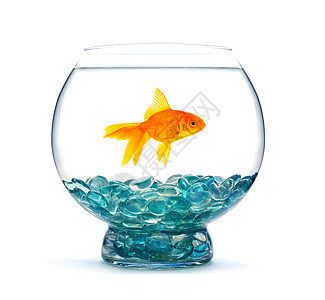 金鱼动物生活液体游泳金子玻璃鱼缸宠物寂寞白色图片