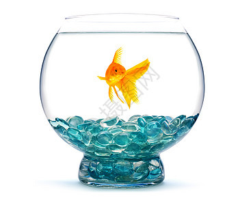 水族馆金鱼游泳生活动物运动宠物寂寞液体金子鱼缸玻璃图片