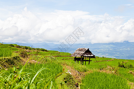山上绿稻田食物绿色农村粮食植物农场热带场地阳台生长图片