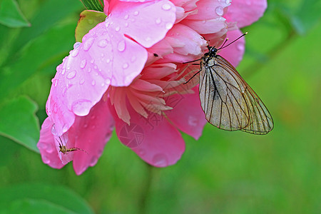 蝴蝶在花朵下躲雨鳞翅目君主荒野花园场景野花脆弱性阳光荨麻疹草地图片