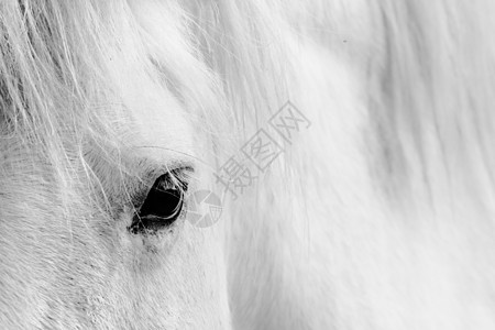 白马的详情头发艺术动物灰色眼球白色黑色荒野睫毛宏观图片