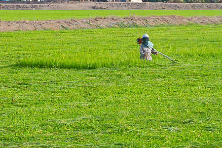 在稻田工作的农民工人热带场地植物采摘旅行农场场景职业乡村图片