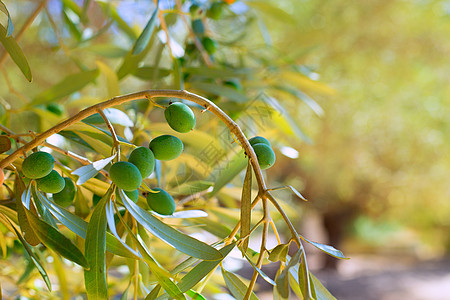 橄榄树和绿橄榄果的详情饮食叶子风景农场农村场地树叶国家生产蔬菜背景图片