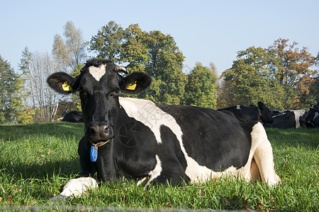 奶牛荷兰图片