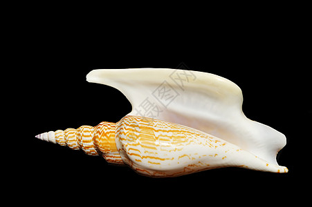 贝壳牌蜗牛生物学贝类宏观生活假期动物黑色螺旋海滩图片