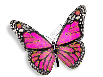 粉蝴蝶粉色黄色飞行庆典黑色白色展示翅膀紫色收藏图片