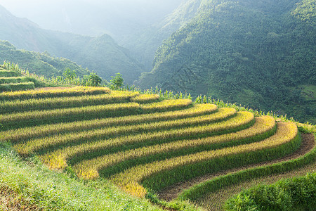 山区的稻米梯田培育地球成长营养土地种植园耕作园艺土壤植物图片