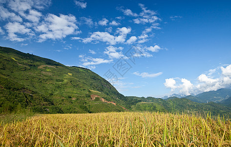 山区的稻米梯田场地农场侵蚀农家营养阳台食物园艺生态控制图片