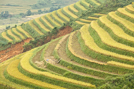 山区的稻米梯田地球土地叶子曲线食物环境耕作农家控制培育图片