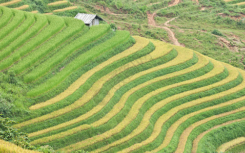 山区的稻米梯田和小屋控制侵蚀生态环境食物园艺耕作土壤农场叶子图片