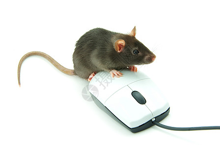 计算机鼠标毛皮老鼠宏观宠物黑色白色电脑背景图片