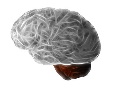 大脑和脑机能图片
