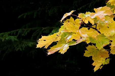 树叶黄色季节森林活力植物云杉季节性叶子橙子水平图片
