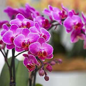 美丽的紫色兰花  白喉花瓣花束环境植物学花园正方形花坛叶子芳香宏观图片