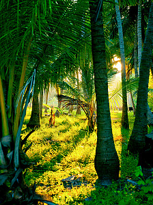 热带树黄昏的阳光在迷雾雨林中环境野生动物森林光束薄雾树干射线树叶棕榈风景背景