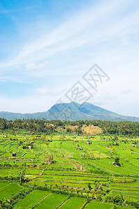 绿稻田梯田和火山图片