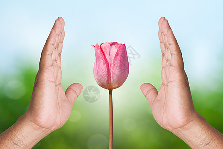 自然背景上的两只手握花朵图片