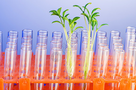 用绿树苗进行实验室实验生态食物叶子玻璃地球生物植物工程测试解决方案图片