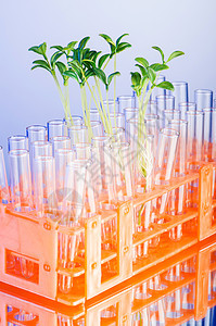 用绿树苗进行实验室实验解决方案创新玻璃大豆生物生态地球技术植物幼苗图片