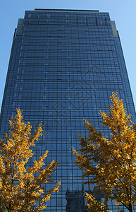 玻璃摩天大楼和黄色树图片