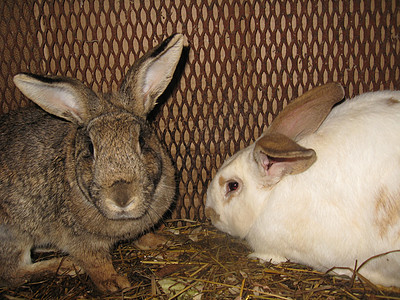 配对家养兔子动物父母孵化幼崽农场野兔女性婴儿饲料后人图片