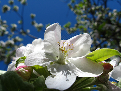 苹果树的花静物树叶花朵森林礼物场地装饰品草地园艺花束图片