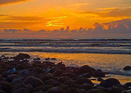 俄勒冈海岸洛奇海滩的烈日落日材料鸟类岩石海浪太阳运动天空反射天堂橙子图片