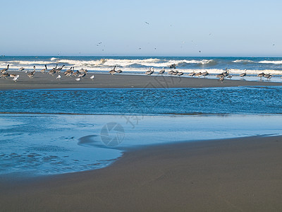 海滨食用海鸟的多种海鸟群海岸航班荒野动物风景海滩翠鸟波浪天堂蓝色图片